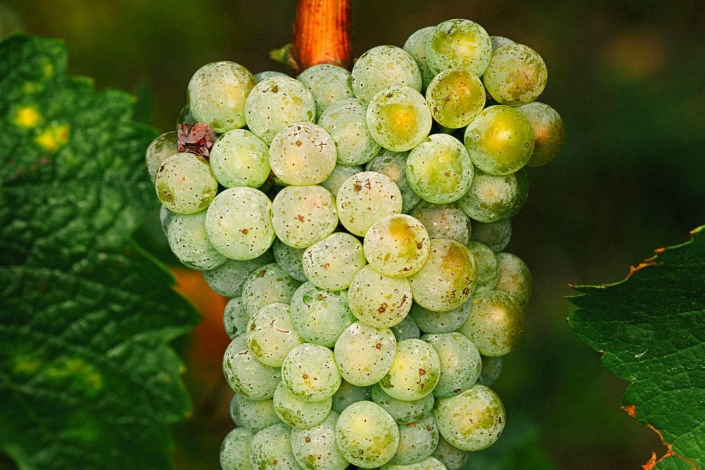 Jetzt wird geerntet: Reben der Dillmanns im Rheingau